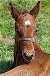 Cute 10 days old horse resting in the field.