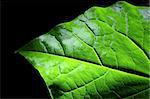 Close up of leaf detail