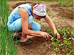 woman hoeing beetroot sprouts on the vegetable bed