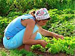 woman cropping green lettuce from the vegetable bed