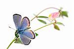 Acmon Blue, Plebejus acmon, Butterfly with Spanish Clover, Lotus purshianus