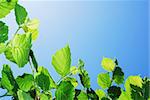 Shallow focus on bright green leaves and clear blue sky