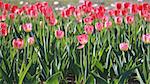 Pink tulips on the flowerbed