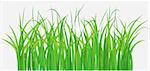 Vector illustration of Straight forward green grassy field