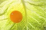 Egg yolk over transparent cabbage green leaf