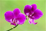 close up image of classic orchid flower