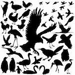 39 pieces of detailed vectoral bird silhouettes.