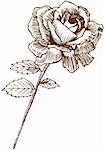 Hand drawn image of a rose.