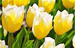 white-yellow blooming tulips