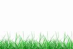 Green meadow grass over white background with copy space