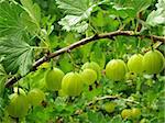 some green gooseberries on the branch