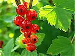 growing redcurrant bunch on the branch