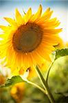 sunflower under a blue sky / summer