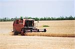 combine in wheat field at harvest time
