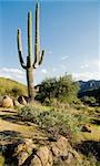 Southwest Desert Arizona,USA