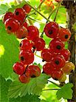 ripening redcurrant bunches on the branch