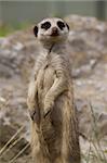 The wellknown pose of a meerkat, standing on its hind legs