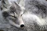 Close-up portrait of an Arctic Fox while he is sleeping