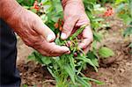 Old farmer"s hands on green vegetables