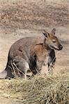 kangaroo in the nature is eating grass