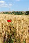 red poppy in yellow wheat field at scenic rural background