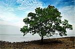 A Mangrove Tree at beach of  Tanjung Tuan or Cape Rachado, Malacca, Malaysia.