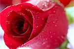 Red rose macro with water droplets studio shot