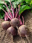 some beetroots with tops on the ground