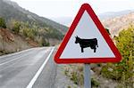 European traffic sign, danger, prevention with cows on the road