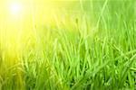 Green grass sunset background