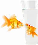 Two goldfish isolated on white background