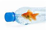 Close up of bottle with drinking water and swiming there gold fish isolated on white