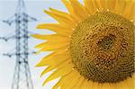 Beautiful yellow large sunflower against blue sky