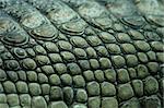 green crocodile skin from the Prague ZOO