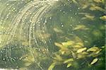 Abstract background of river surface plants, green leaves, seaweed and dust