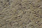 beach sand texture with clam shells, shadows of morning sun