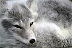Close-up portrait of an Arctic Fox while he is sleeping