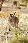 Wallaby Taken in the Wild and Free Roaming