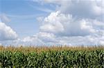 Farm field with growing corn under blue sky