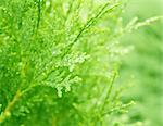 Drops of a rain on branches thuja