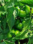 Green peppers growing in the greenhouse