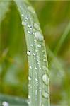 rain drops on grass leaf