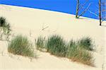 Grass and dead trees in sand dunes at Leba - Poland