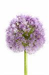 Onion purple flower macro detail isolated on white background