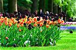 Flowers in the Keukenhof Park. The Netherlands
