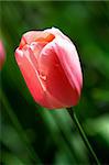 Rose tulip in the Keukenhof Park. The Netherlands