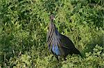 a vuturine guinea fowl acryllium vulturinum in kenya