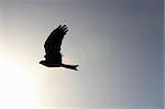 Hawk Soaring in the Sky with the Sun