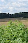 green marijunana field from the czech republic
