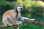 very nice lemur monkey on the green background